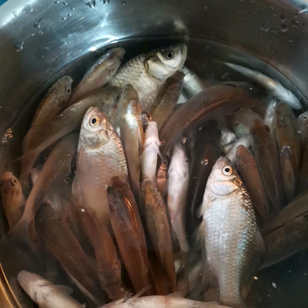 龙哥野钓