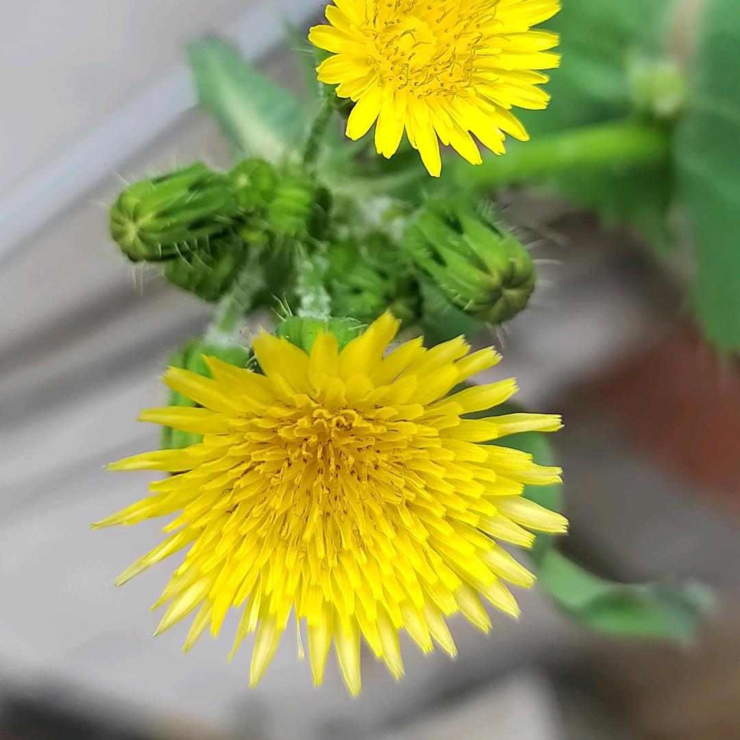 歌唱生活