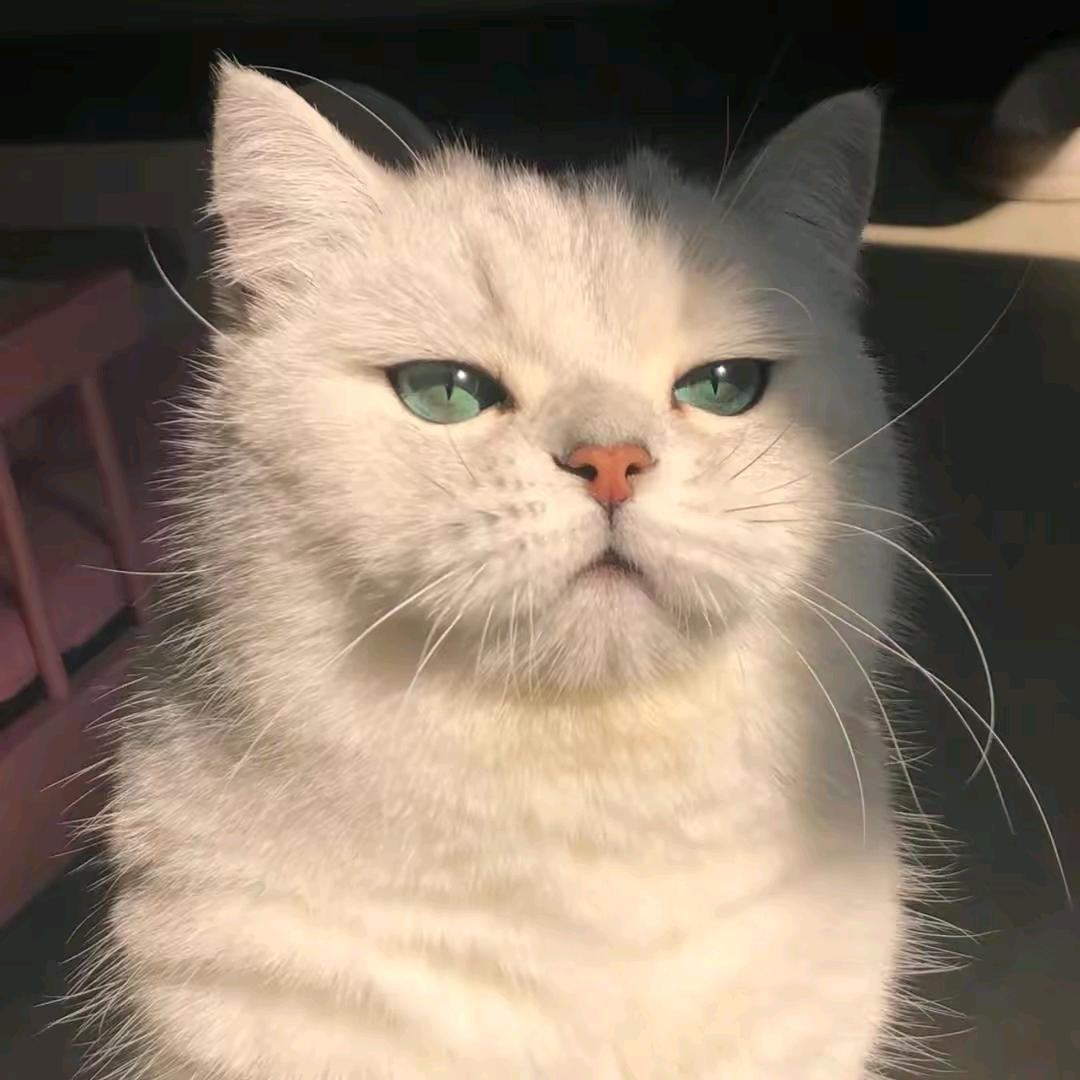 小唐又困了（练字版）