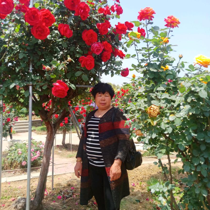 愿做菩萨那朵莲