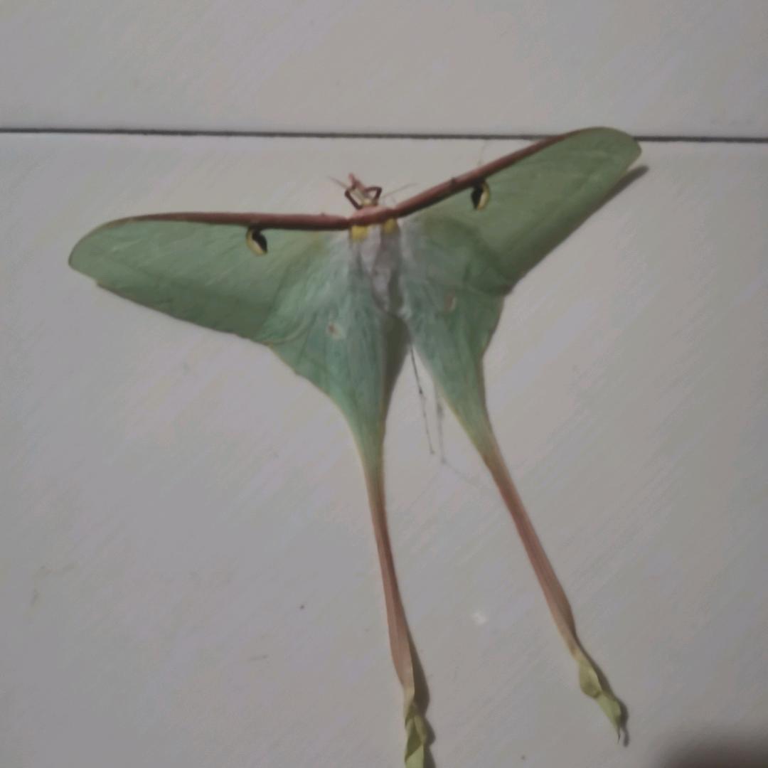 @花生仁，淮山药