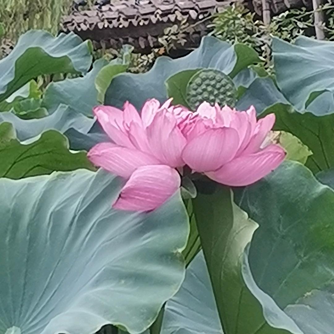 自强不息187065701