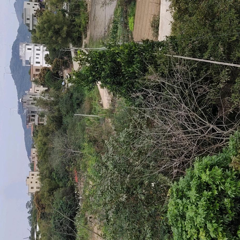 电白