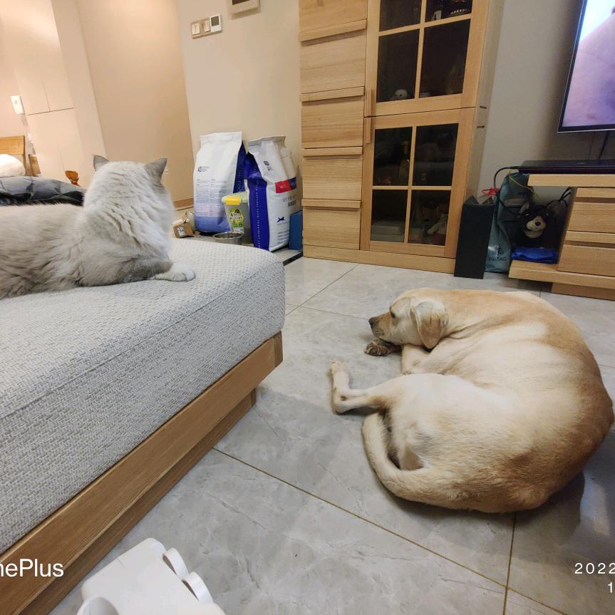 不玩抖音的小黑黑