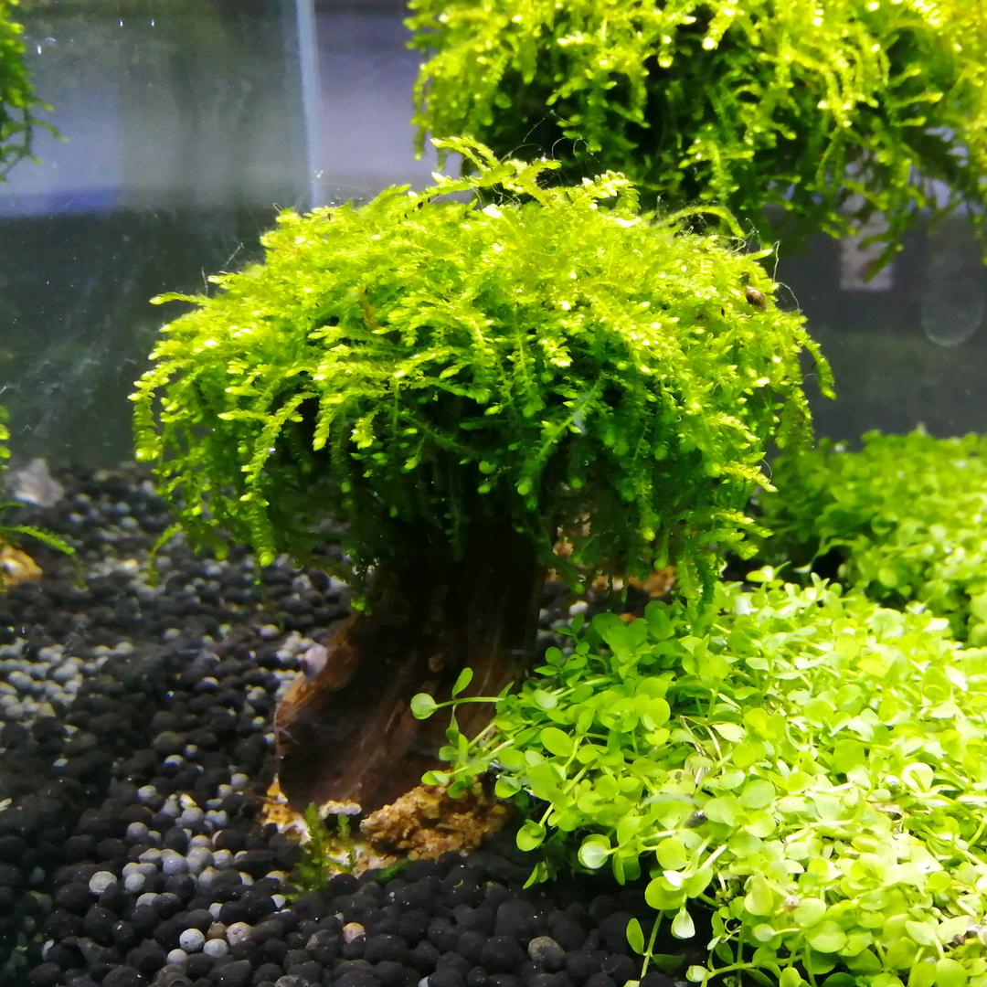 景匠子水族供应链