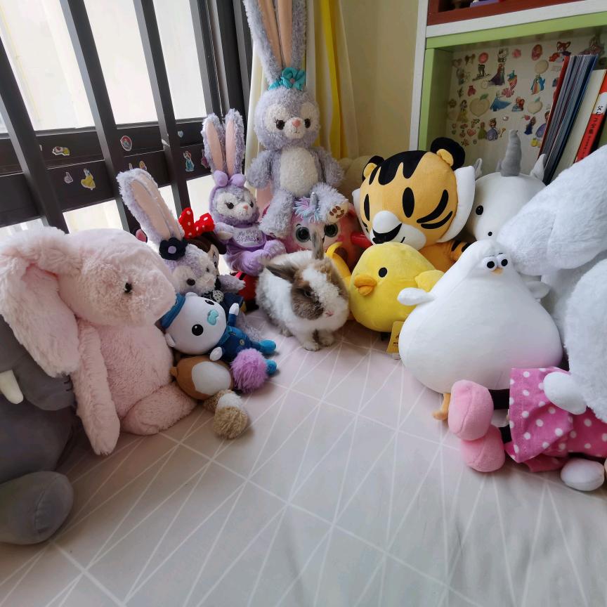 可爱宠物兔