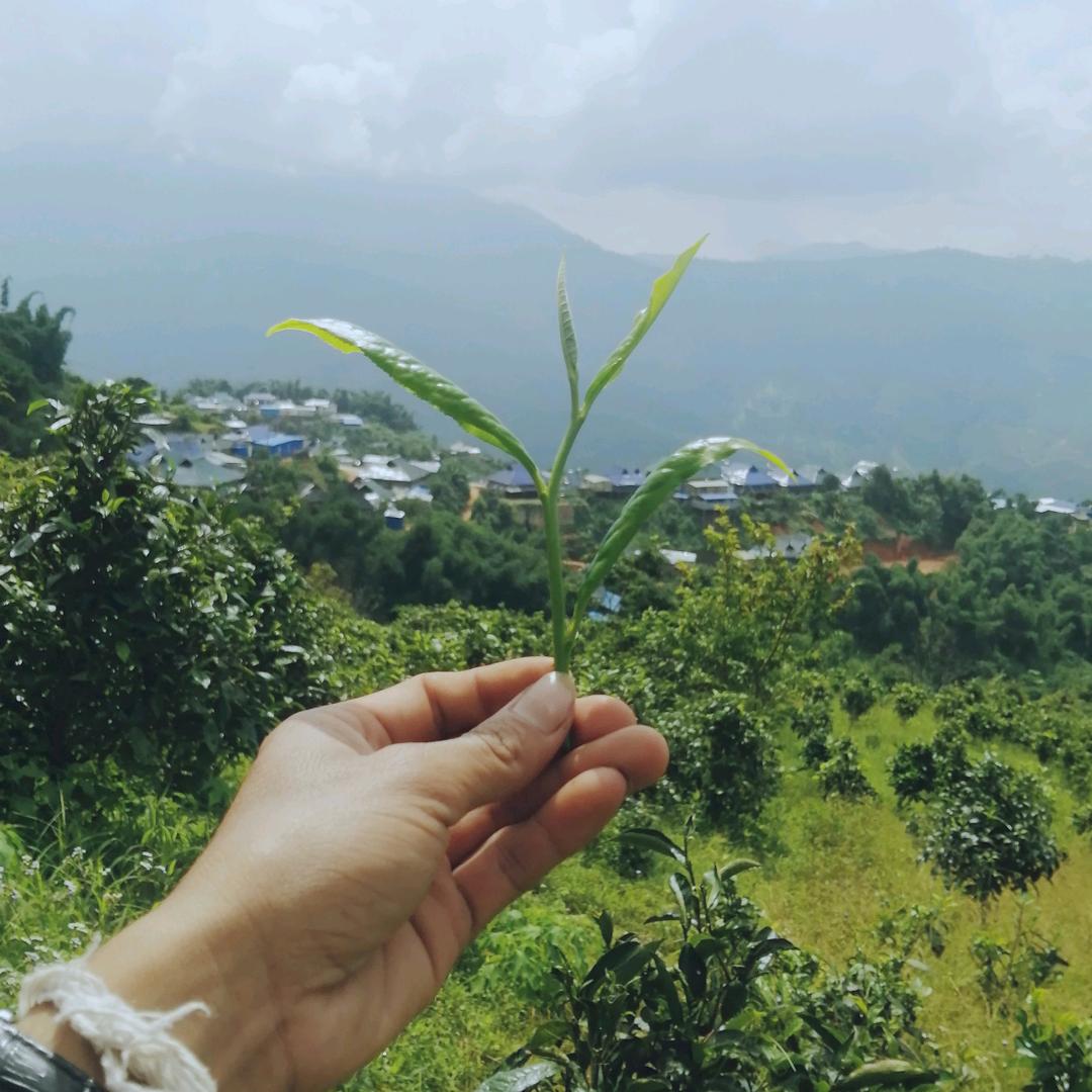 小布朗
