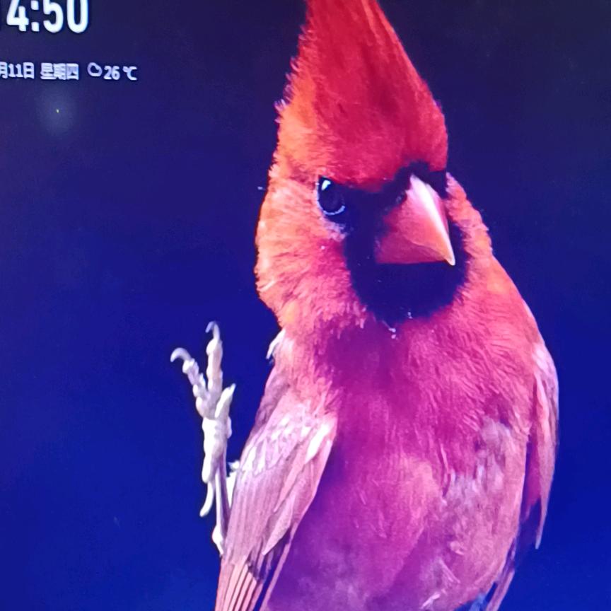 莎莎姐