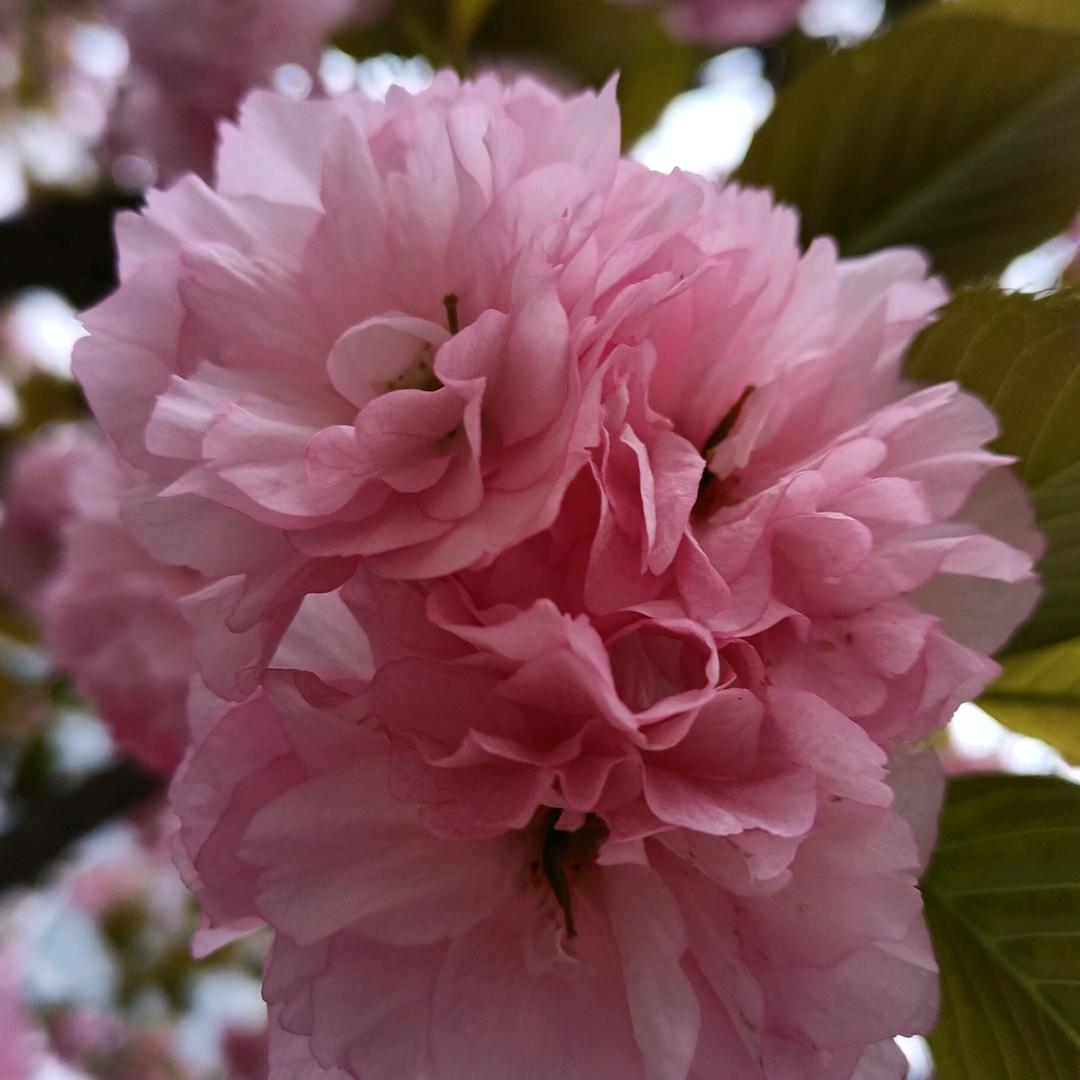 木   木（家有四宝贝）