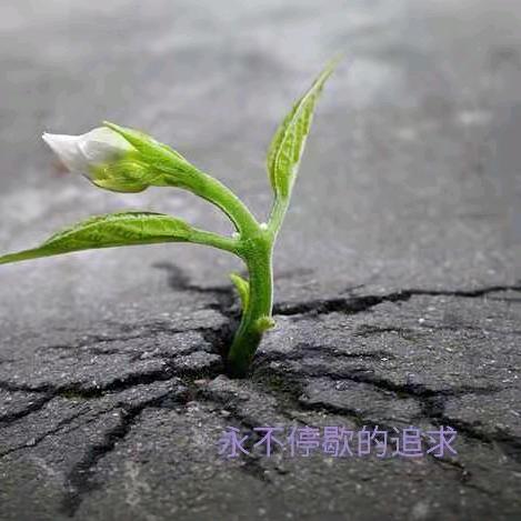 阳光玫瑰