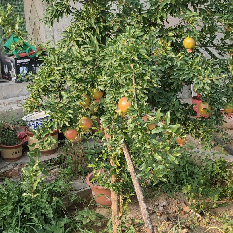 坦然面对