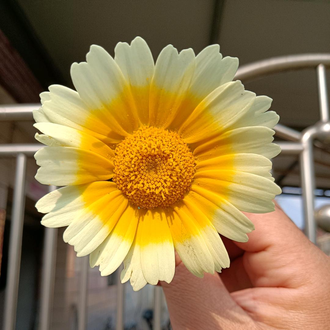 简单的爱