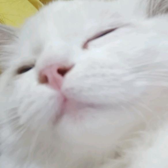 白琴