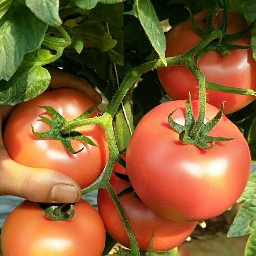 番茄大队🍅龙江
