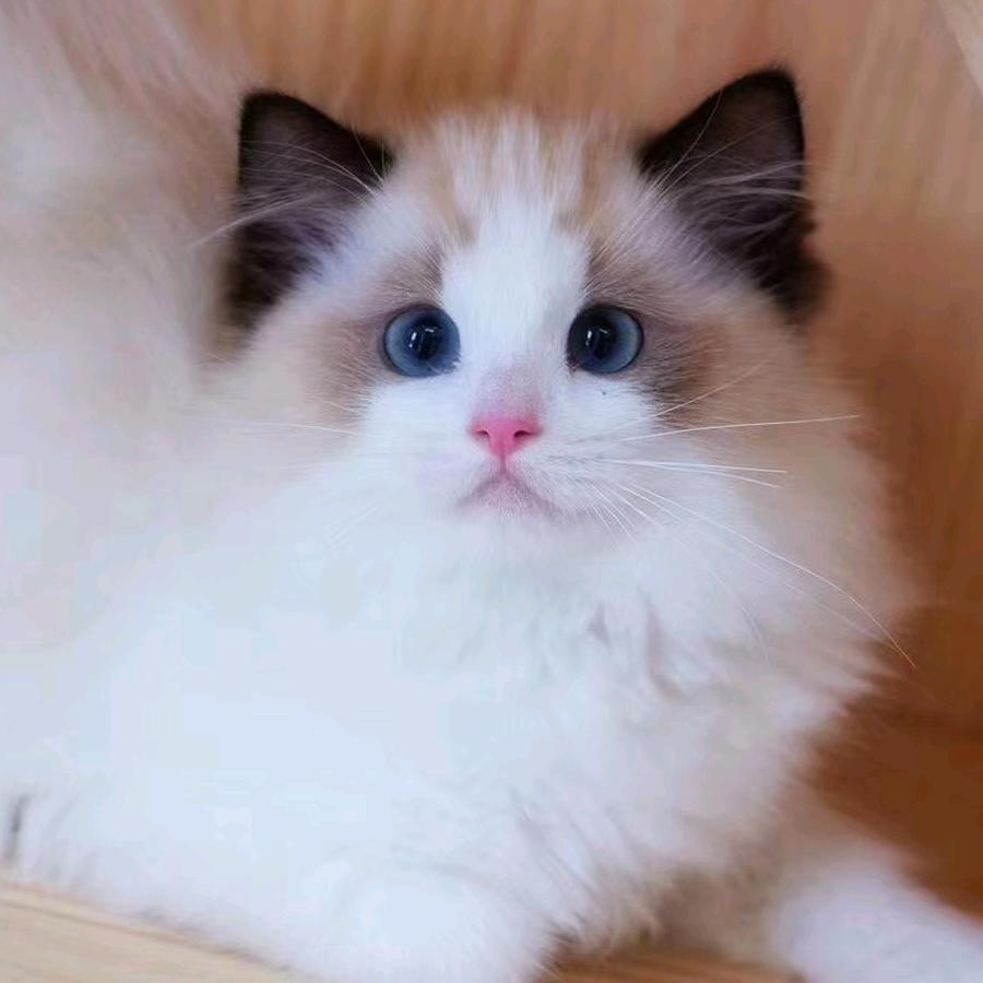 家有萌宝之天天乐