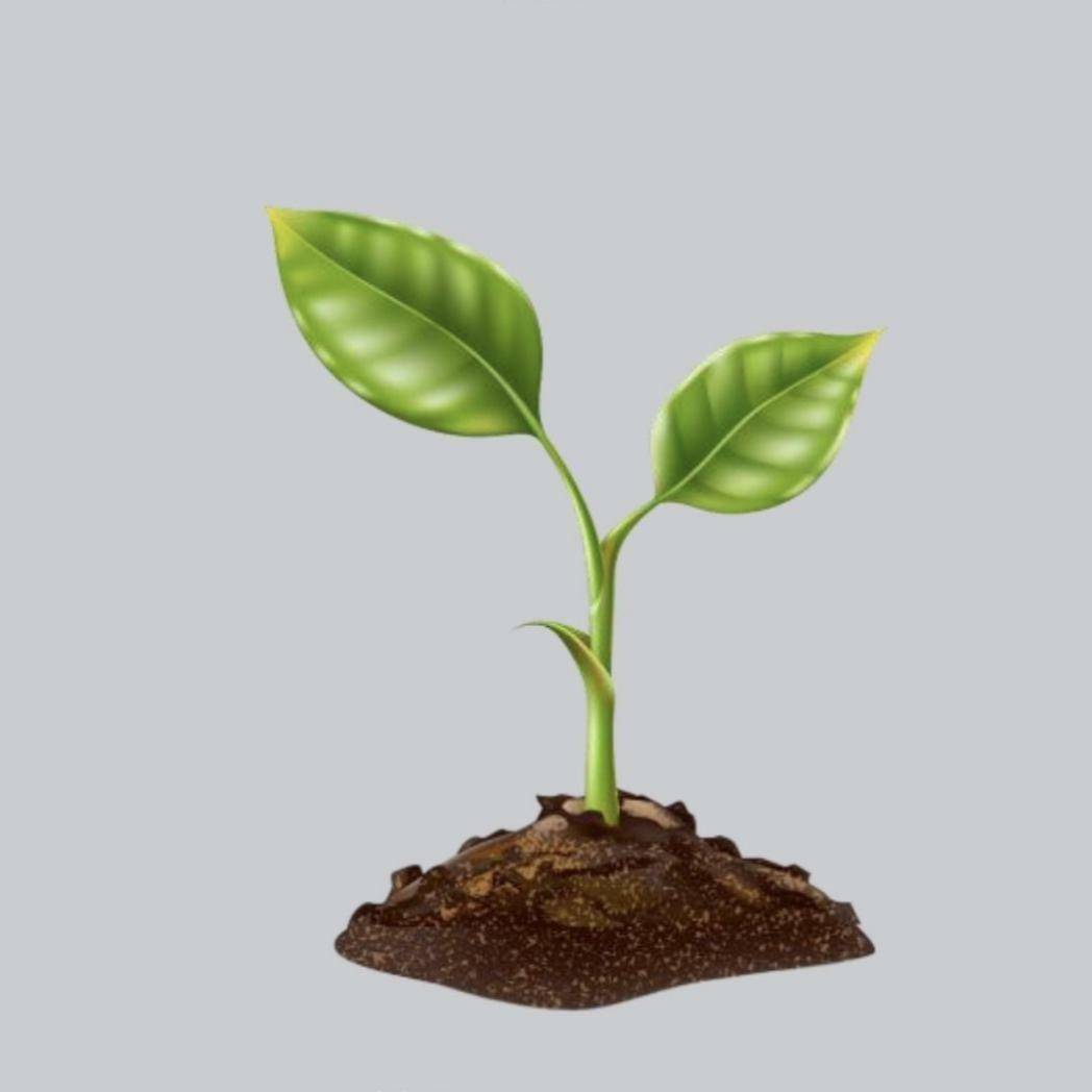 圆宝！🐛🌱