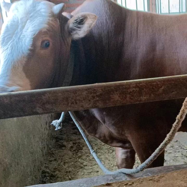 永欣畜牧（牛公子）