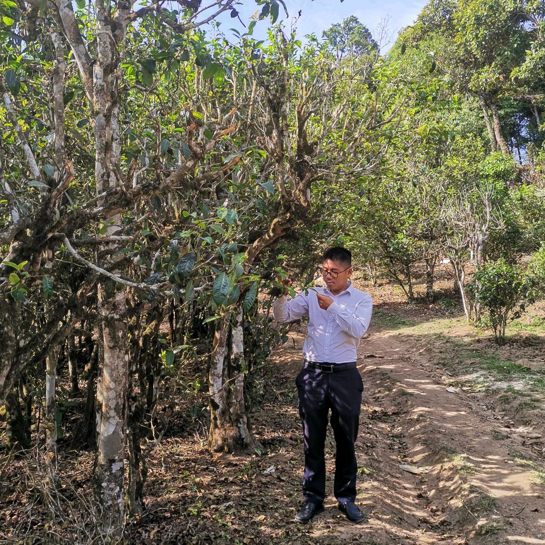 品茗（古树茶）