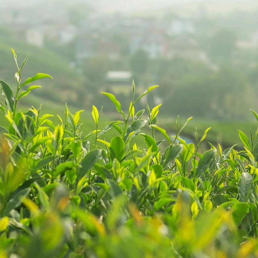 原产地茶叶批发供应链