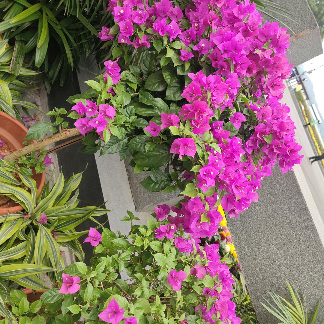 老贾