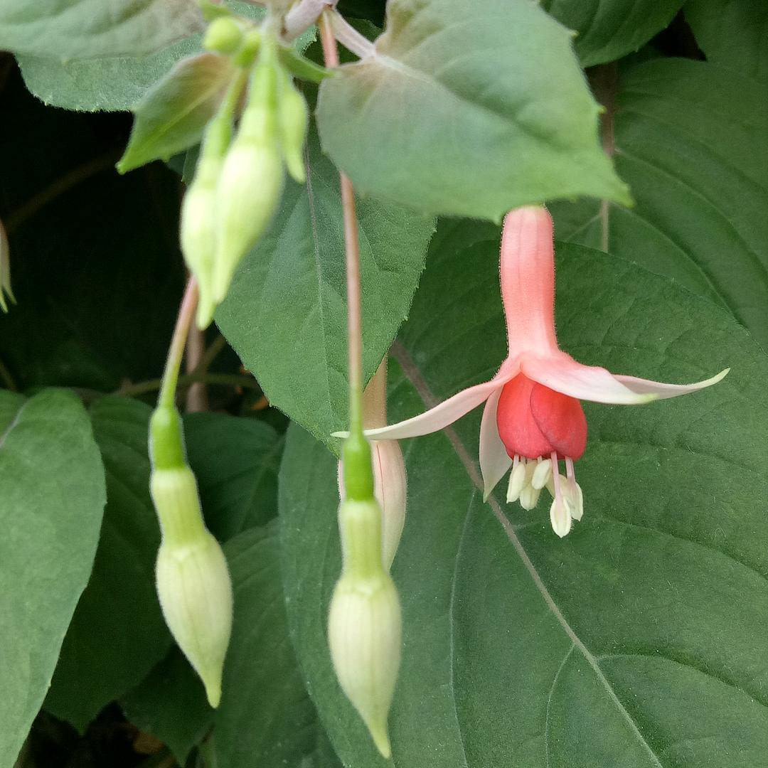芳芳