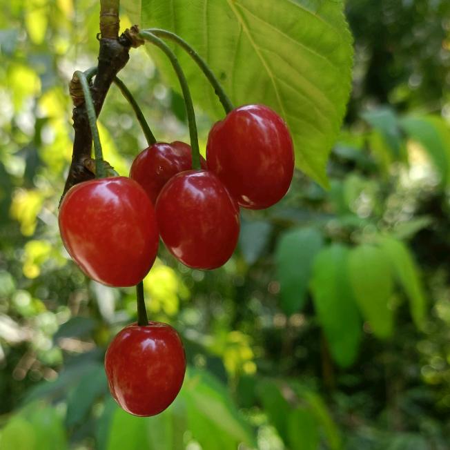 🍊野白合也有春天