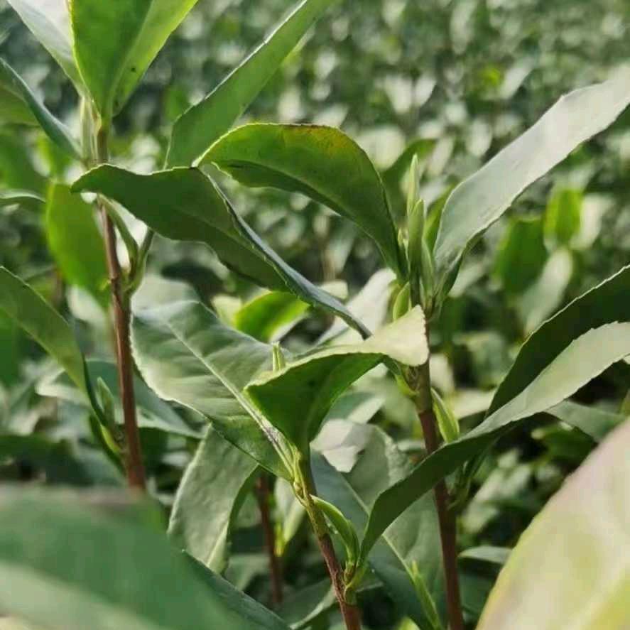 沙漠大宝