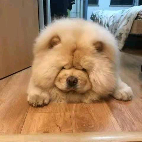 快乐的三毛💨💨💨💨💨