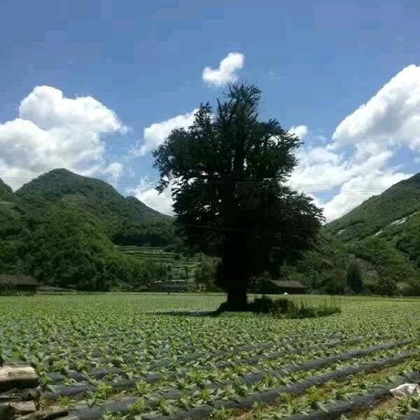 用户5774141681854
