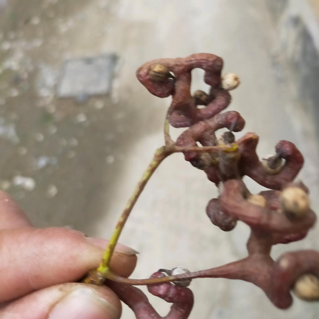 💋️琪琪🌹️轩轩🌹️鑫鑫💋️