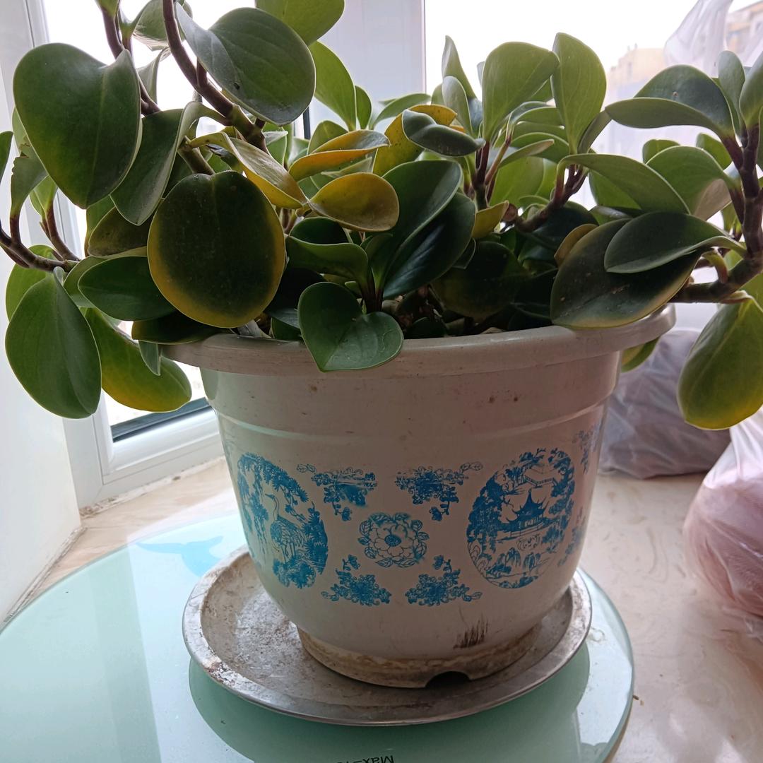 多多奶奶爱跳舞