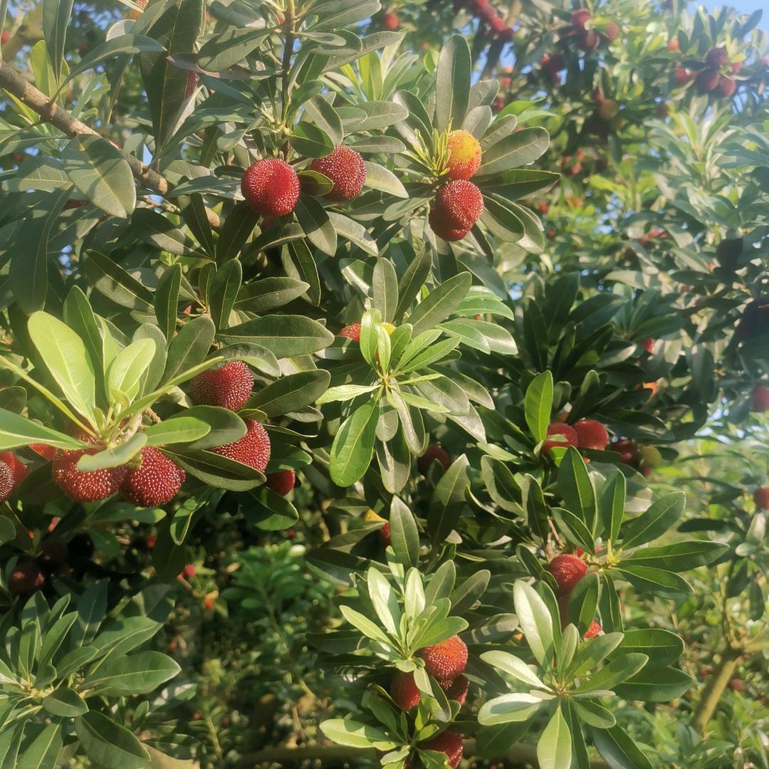 文成高山杨梅