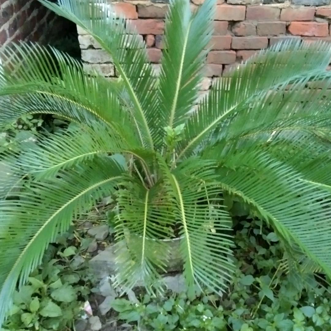 情断天涯