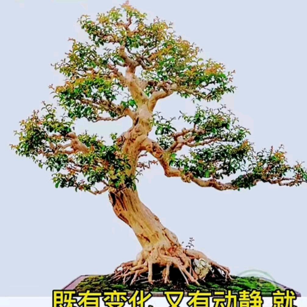 农村老小伙