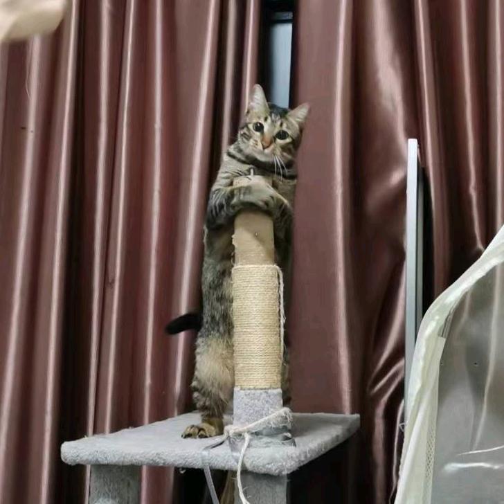 狗兔子是猫🐱
