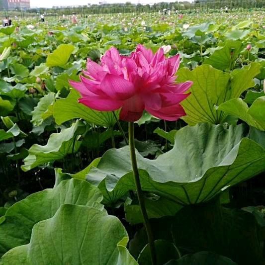 伤不起