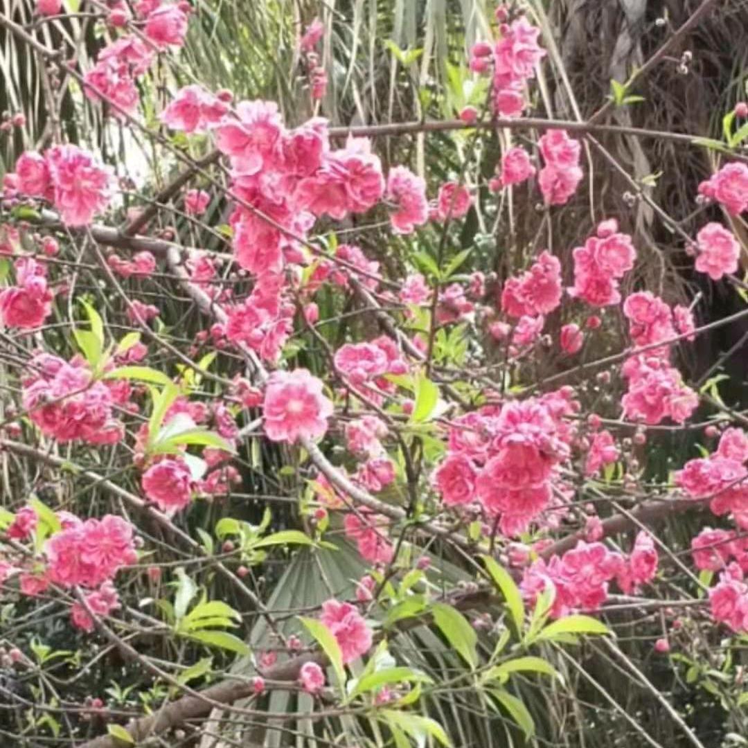 蓝天(教唱歌龙老师学员)