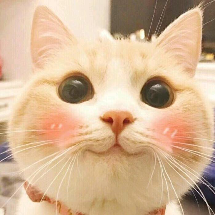 苦瓜