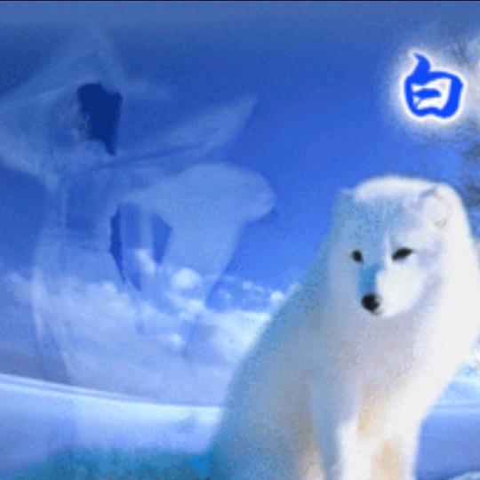 焦滑的狐狸