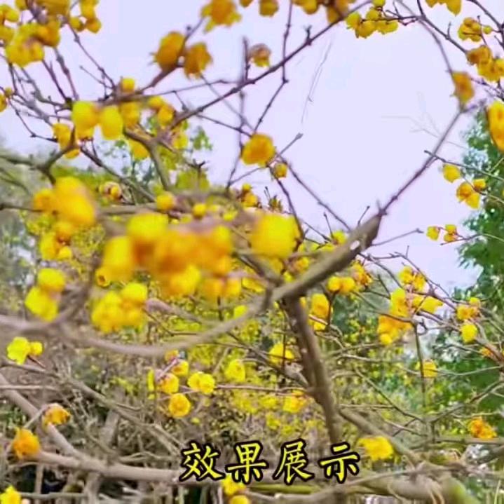 腊梅花