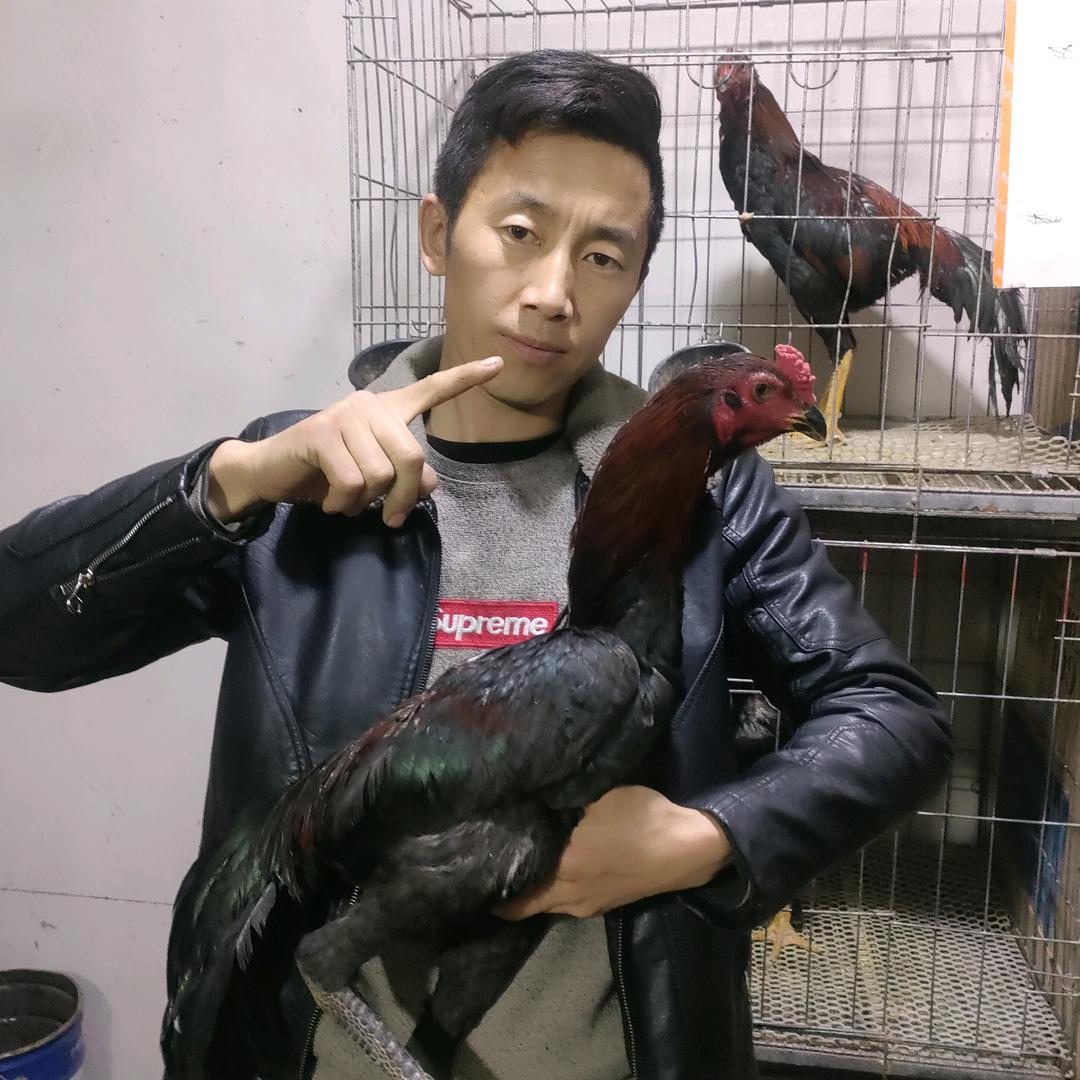新疆  斗鸡  马杰