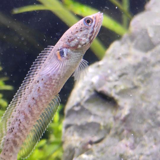 大仙