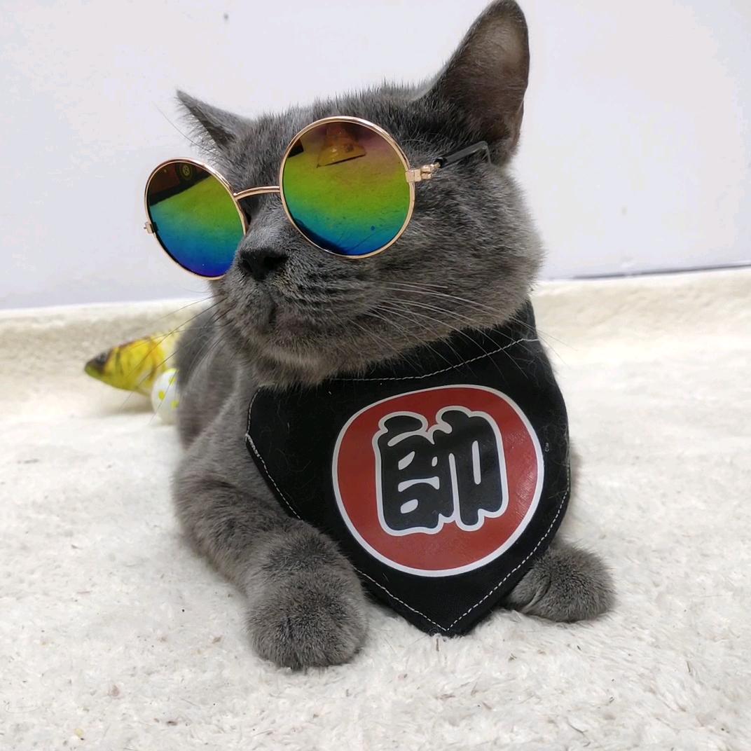 得酷坨坨猫宠物专卖店