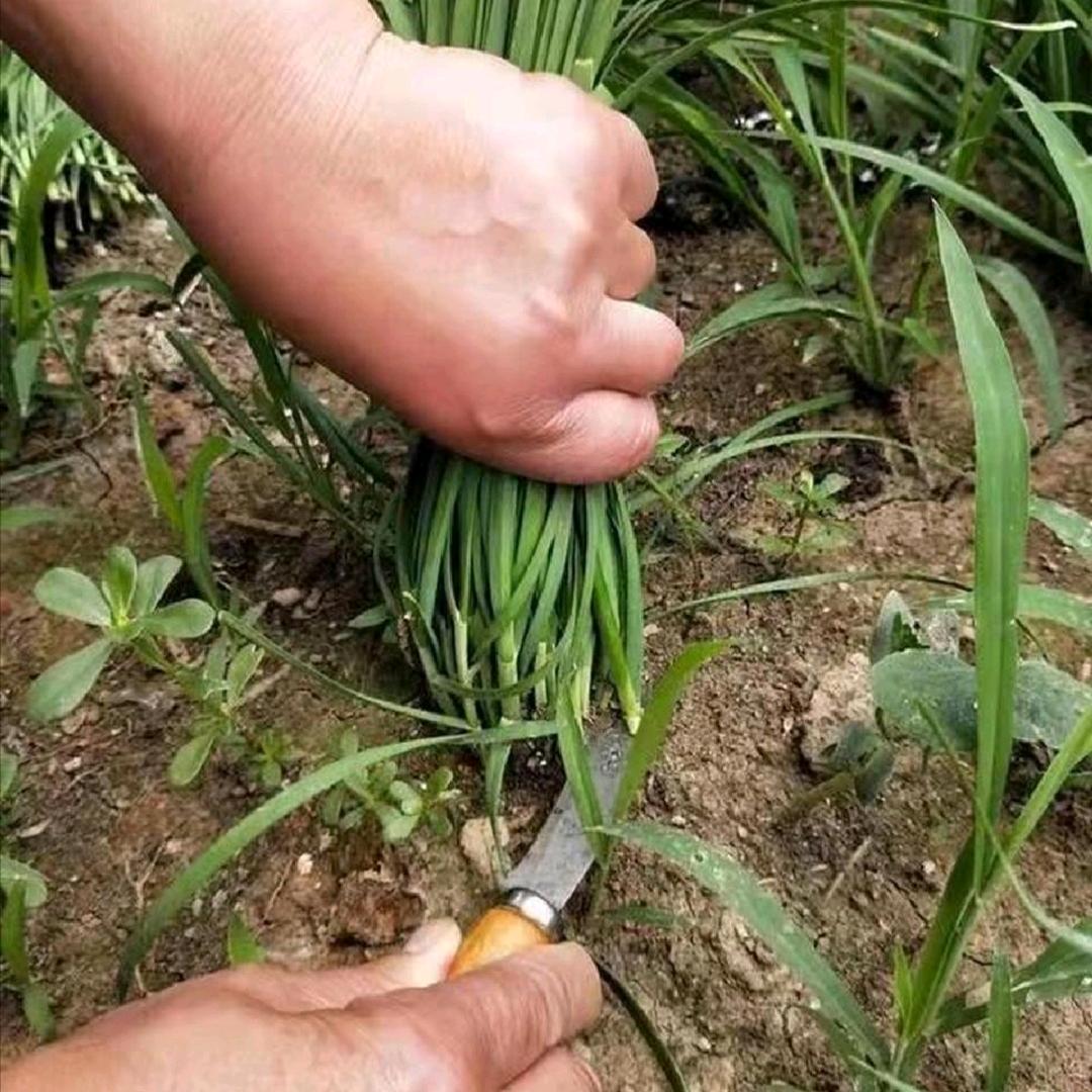 广州郊区某处一位摆烂人生