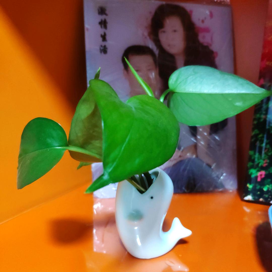 琴  拒绝私聊
