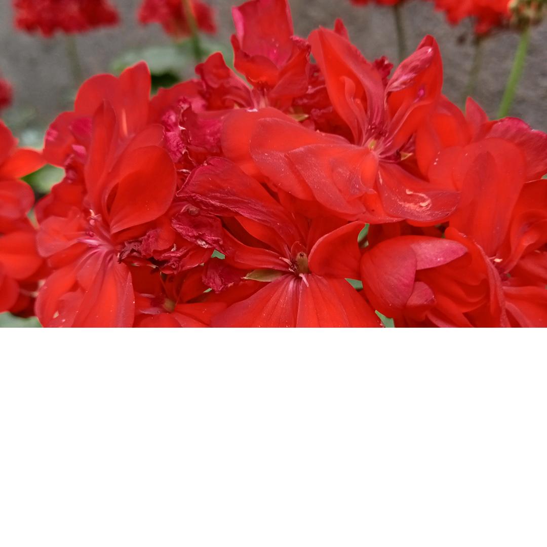 快乐🌹🌹🌹🌺🌺🌺