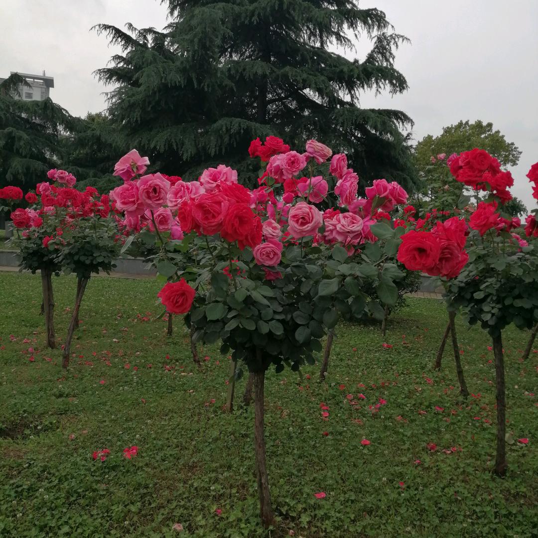 桂根