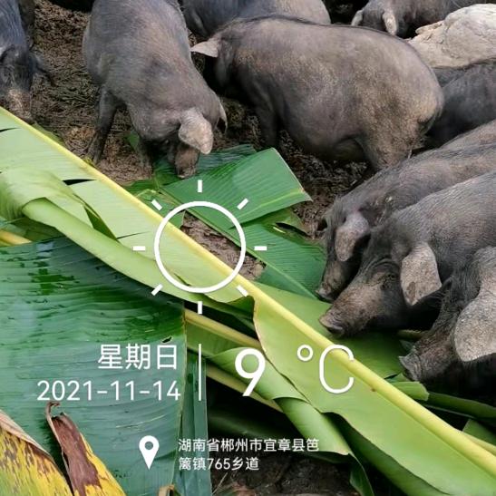 宜章县献茂养猪基地