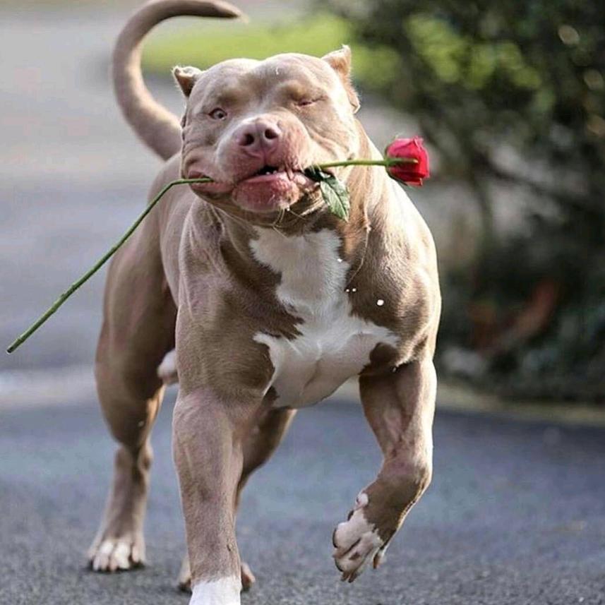 （麻黄一族）平头