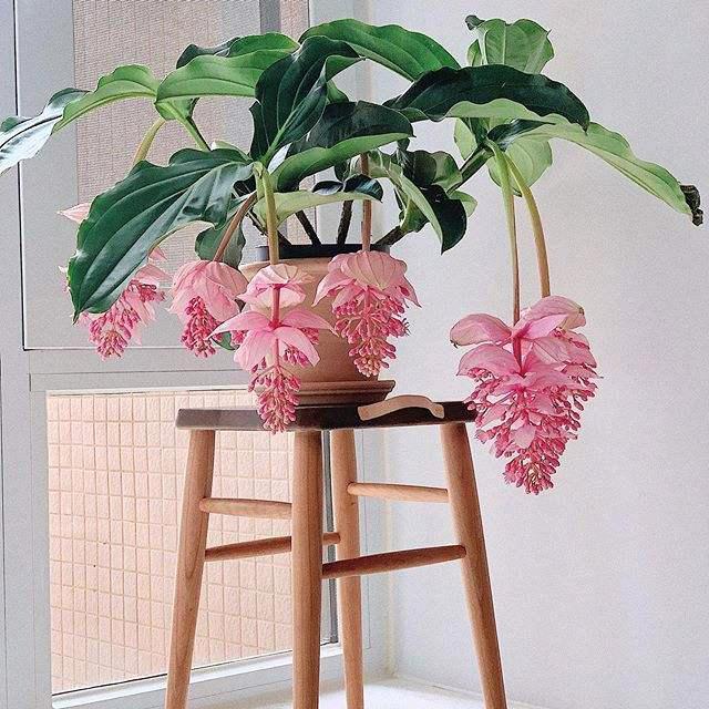 广州芳村小黑绿植空间
